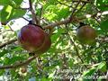 fried egg tree